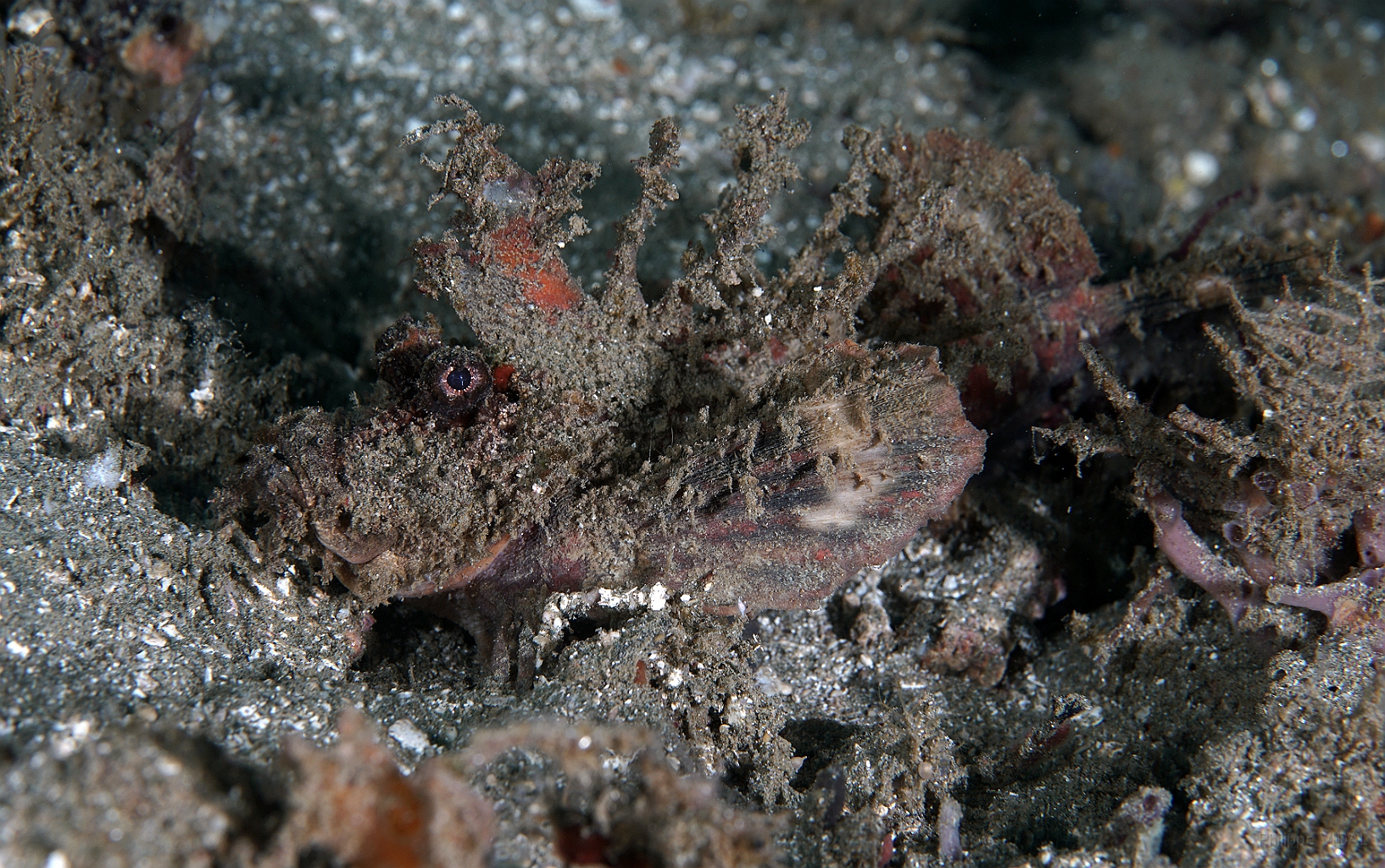 Banda Sea 2018 - DSC05546_rc - Spiny devilfish - poisson demon - Inimicus didactylus.jpg